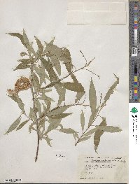 Salix eriocephala image