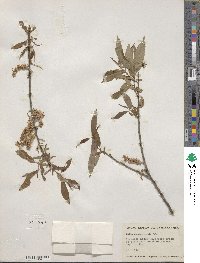 Salix eriocephala image