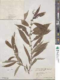 Salix eriocephala image