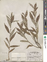 Salix eriocephala image