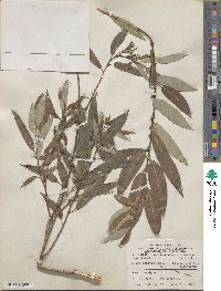 Salix eriocephala image