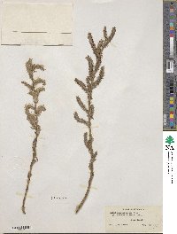 Salix eriocephala image