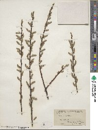 Salix eriocephala image