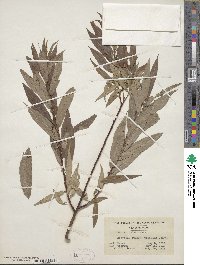 Salix eriocephala image