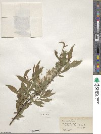 Salix eriocephala image