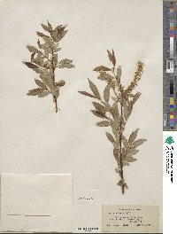 Salix eriocephala image