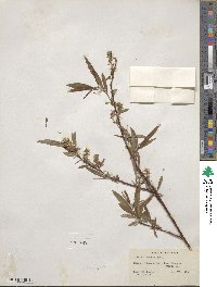 Salix eriocephala image