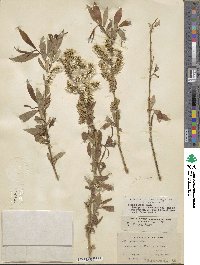 Salix eriocephala image