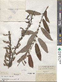 Salix eriocephala image