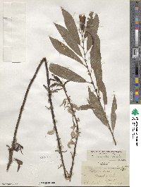 Salix eriocephala image