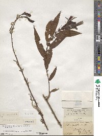 Salix eriocephala image