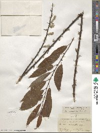 Salix eriocephala image