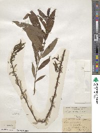 Salix eriocephala image