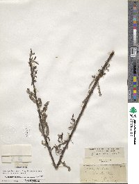 Salix eriocephala image