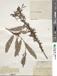 Salix eriocephala image