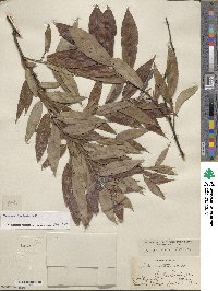 Salix eriocephala image