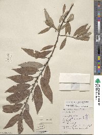 Salix eriocephala image