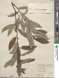 Salix eriocephala image