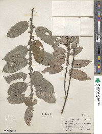 Salix eriocephala image