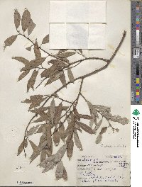 Salix eriocephala image