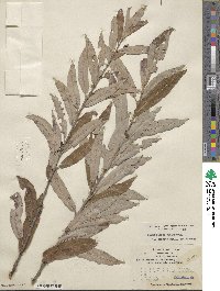 Salix eriocephala image