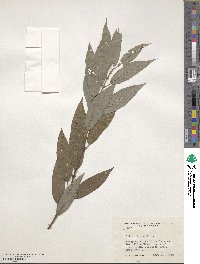 Salix eriocephala image