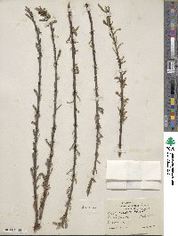 Salix eriocephala image