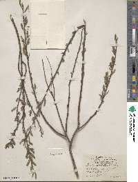 Salix eriocephala image