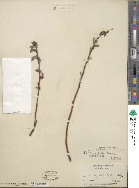 Salix eriocephala image