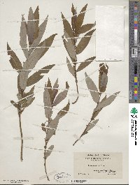 Salix eriocephala image