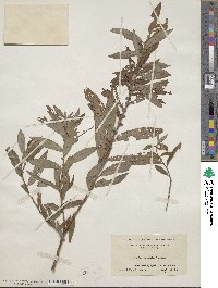 Salix eriocephala image