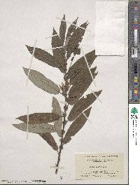 Salix eriocephala image