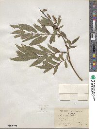 Salix eriocephala image