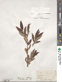 Salix eriocephala image