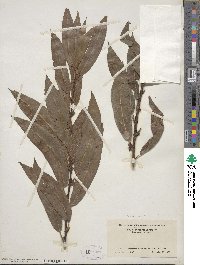 Salix eriocephala image