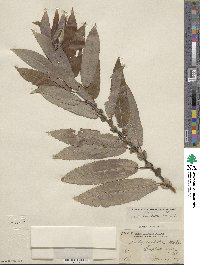 Salix eriocephala image