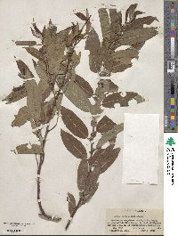 Salix eriocephala image