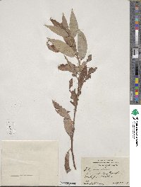 Salix eriocephala image