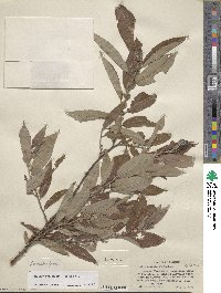 Salix eriocephala image