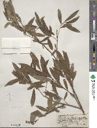 Salix eriocephala image