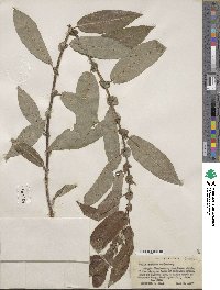 Salix eriocephala image