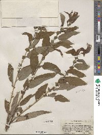 Salix eriocephala image