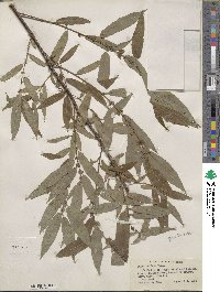 Salix eriocephala image