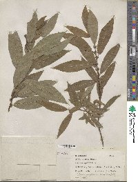 Salix eriocephala image