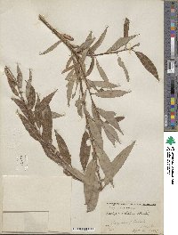 Salix eriocephala image