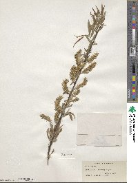 Salix eriocephala image