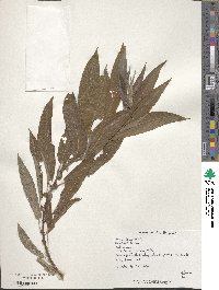 Salix eriocephala image