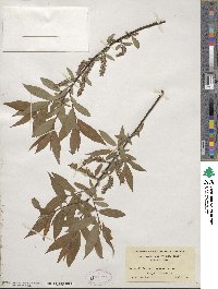 Salix eriocephala image