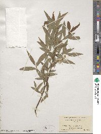 Salix eriocephala image