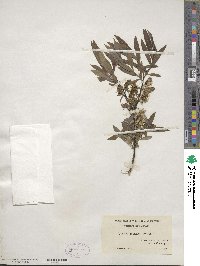 Salix eriocephala image